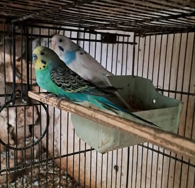 Budgie's 0332-9939958