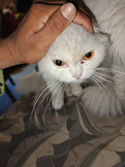 2 cat ha vip moja pata ni kon ke ha lakin mana 15k kye le the ma ab ma