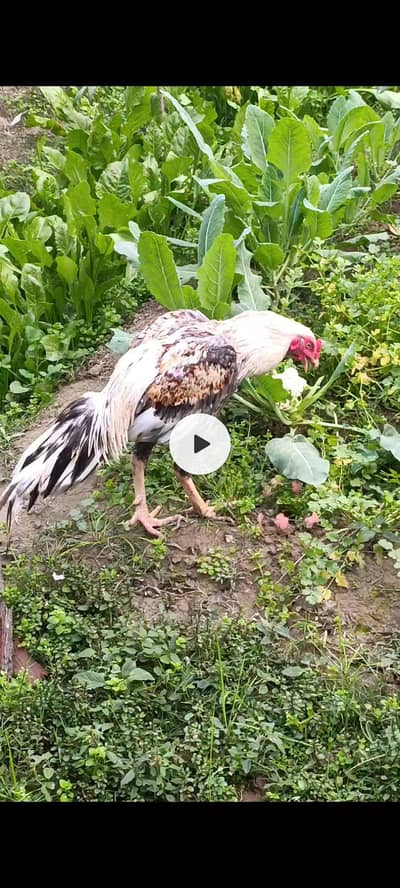 seal rooster young and ready for cross