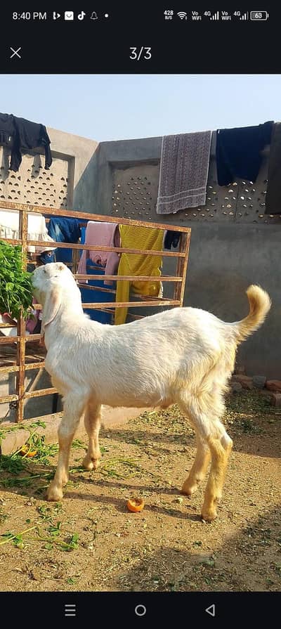 rajanpuri bkra gulabi