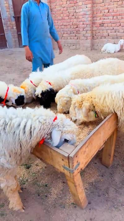 سپریم کوالٹی کے مندرے چھترے 2026 کی  قربانی کیلے فارسیل