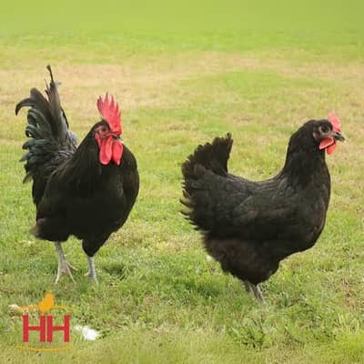 Pure Australorp And Lohman Fertile Eggs Available