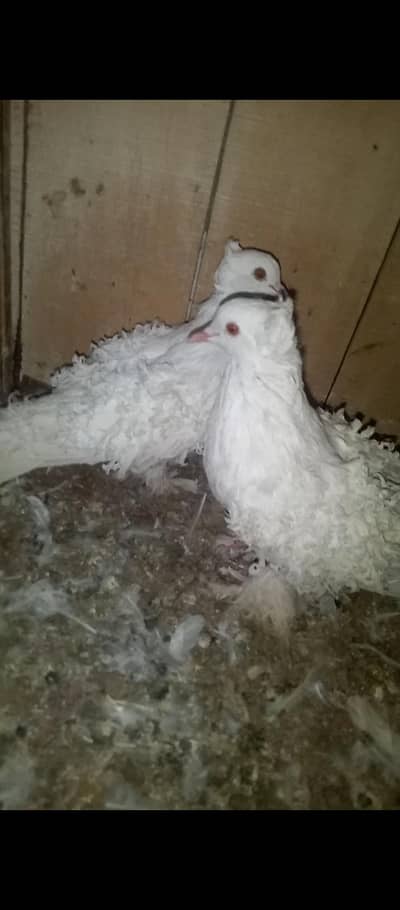 full active full health big pair hai