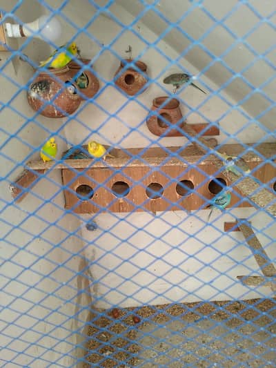 Australian Budgies Pair for Sale – Healthy Birds