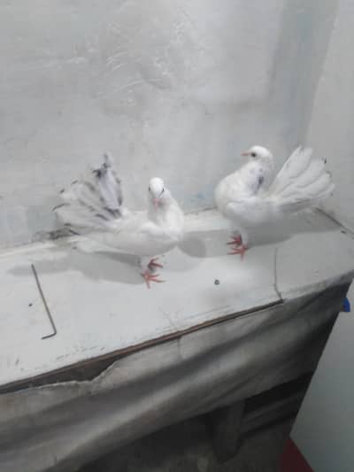 kabotr 03054000665 parc