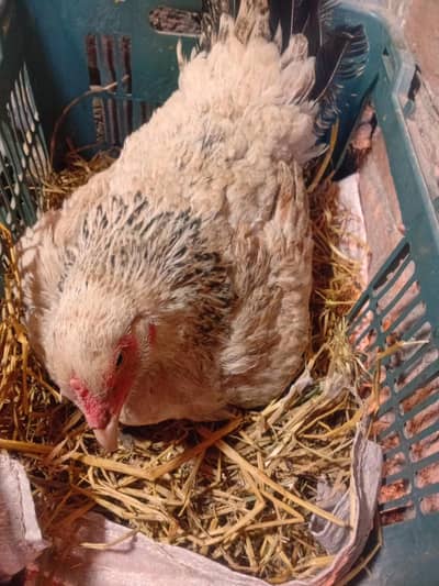 Desi Kurak Murghi ، Broody Hen, kurak murghi (03168333128)