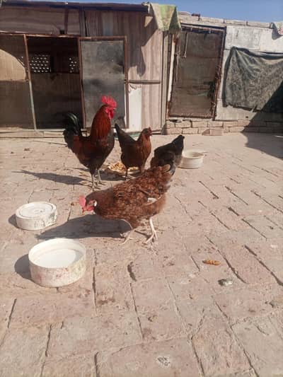 One Aseel kasni Pathi  + 1 Murga+ 4 golden Mari mugeean Andyy deti hin