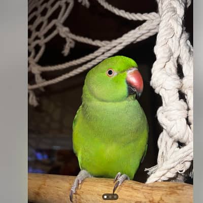 Ringneck Pineapple Green Cheek Conure