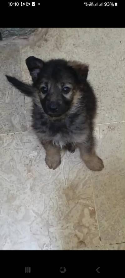 all breedr dogs available for sale puppy and adults dog Available