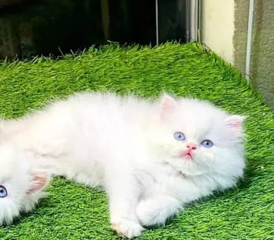 Persian female kitten for sale My WhatsApp number 03449591740