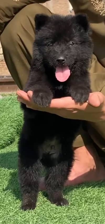 German shepherd | German Shepherd Puppy | Long Coat Pup | GSD For Sale