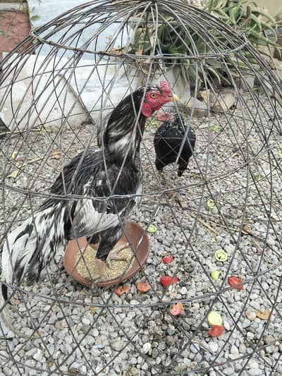 Aseel laasaani murgha for sale