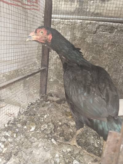 black muskha pair for sale