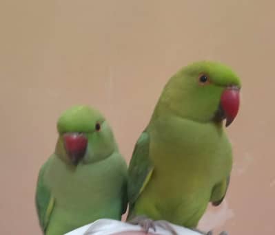 Green ringneck parrot for sale