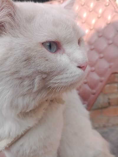 blue ayes  and halthay sweet