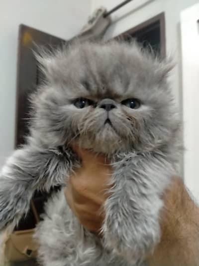 High Quality CFA blood line kittens