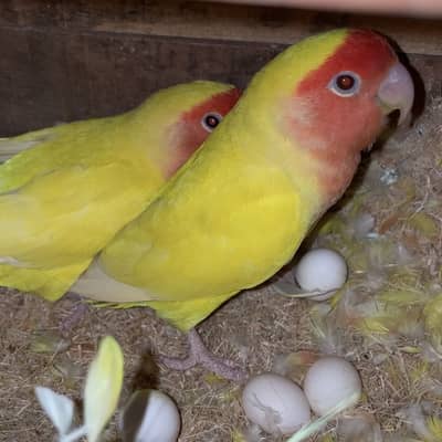 Love Birds, Cockatiels, Ringneck Parrots for Sale.