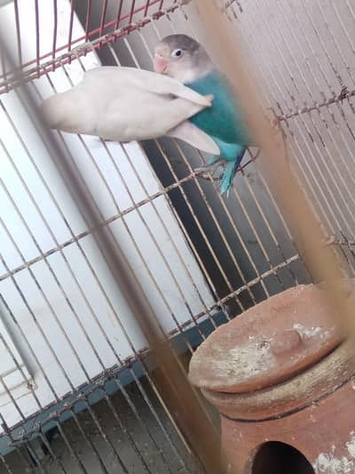 love bird pair for sale adult pair