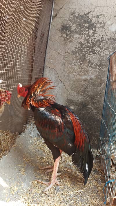 aseel pair Thai and Pakistani pure watsapp number 03336092024