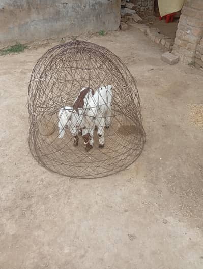 goat for sale with 2 female kids