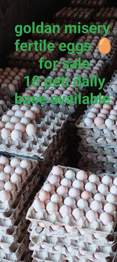 dasi egg's for sale