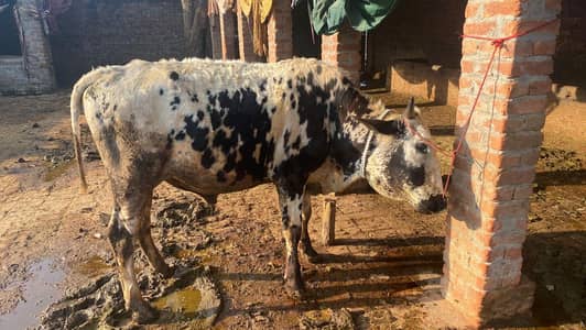 cow bull for sell full active and health 03227372146whatsap num