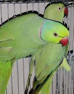 4 years ka pair