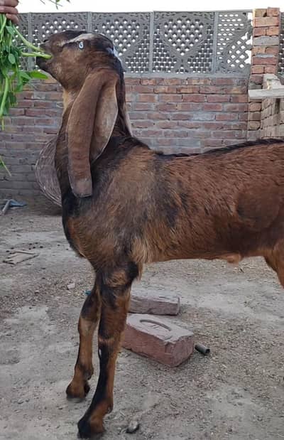 Nagra /amritsari betal/male/ goat/bakra/bakri