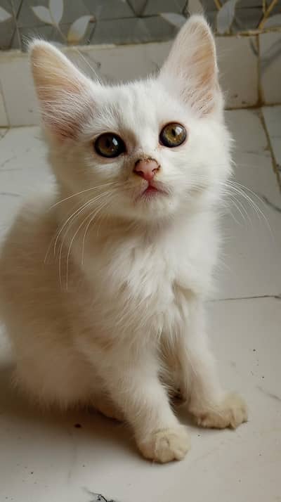 Semi Persian single coat kitten for sale