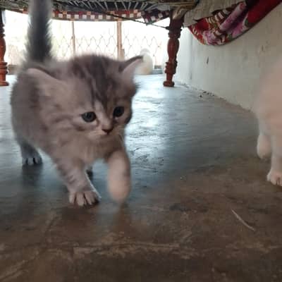Persian kittens