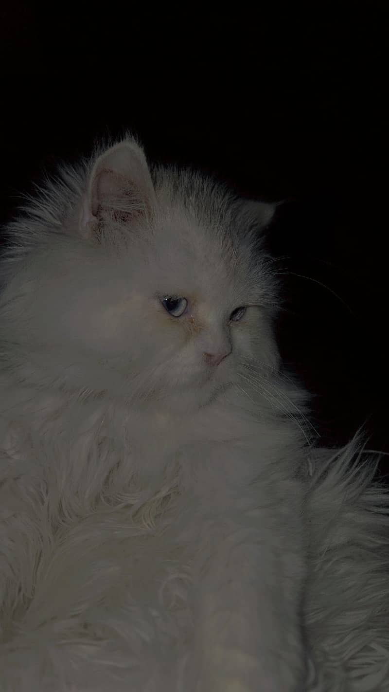 Persion cat 0