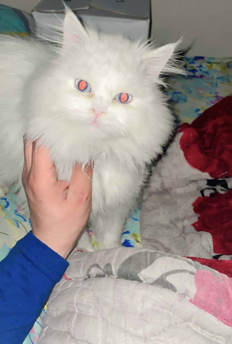 Persion cat 1