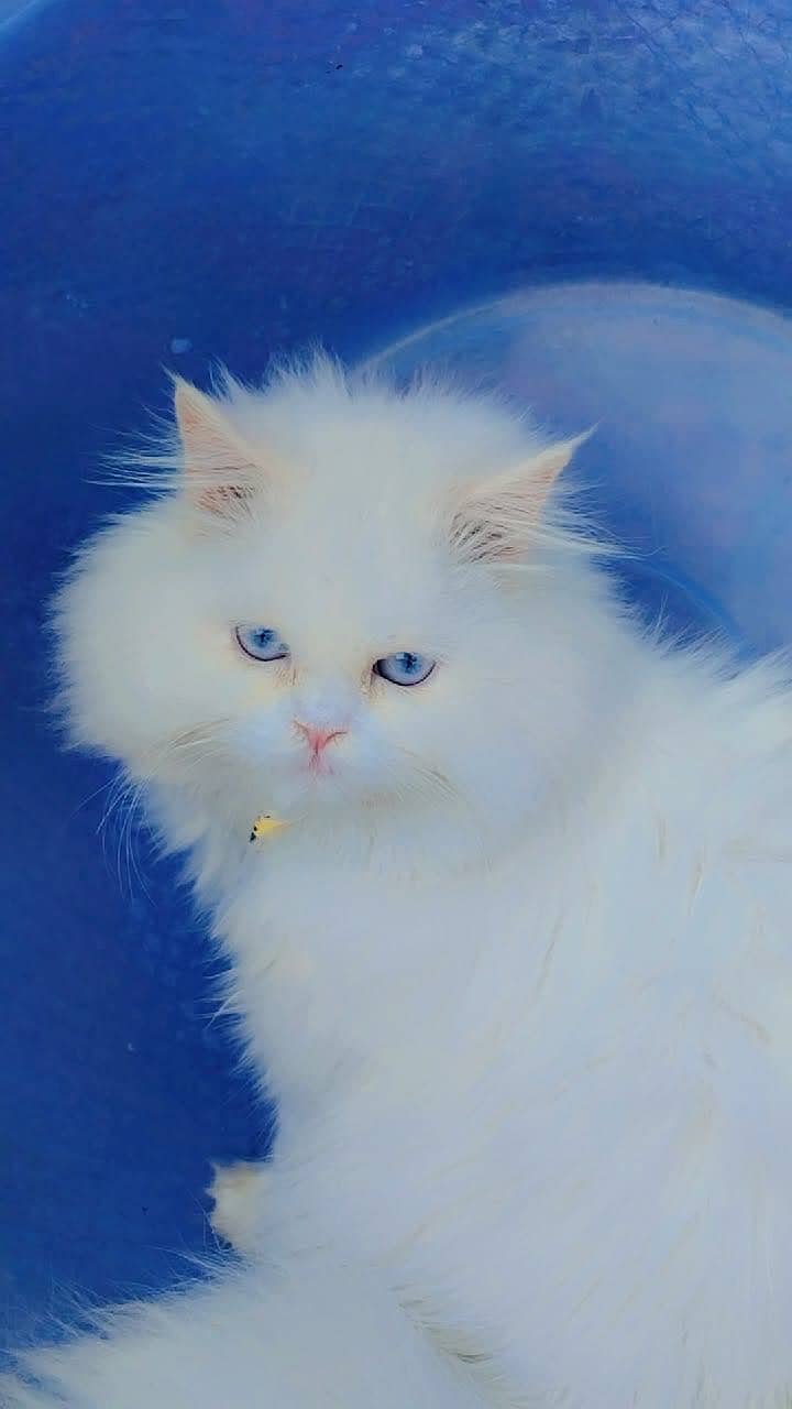 Persion cat 2