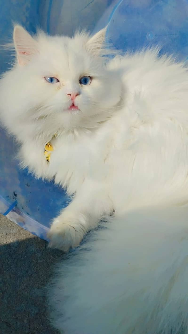 Persion cat 4