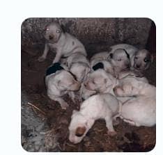 pure kohati guitar cob's for sale