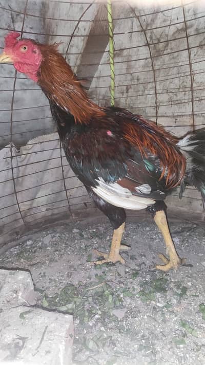 aseel murga mix breed for sale