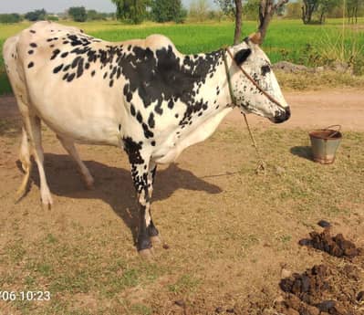 A beautiful Cow with calf ( wachi )