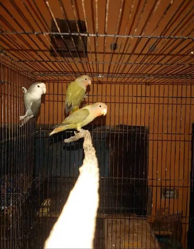 Rosicoli Breeder pair