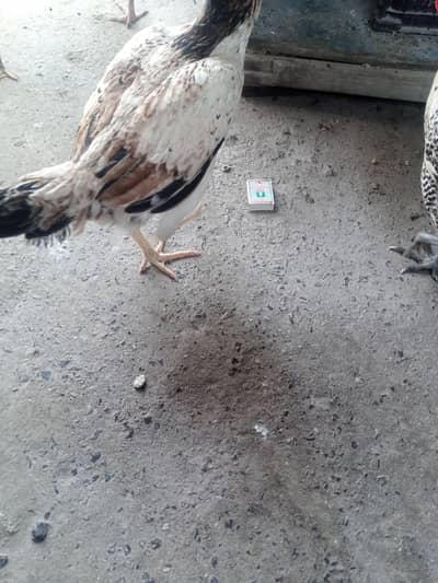 انڈے والی دیسی مرغی۔۔۔ ا سل دیسی مرغیاں ہیں