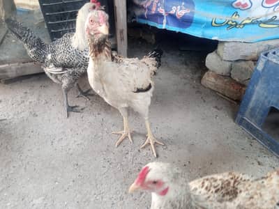 انڈے والی دیسی مرغی۔۔۔ ا سل دیسی مرغیاں ہیں