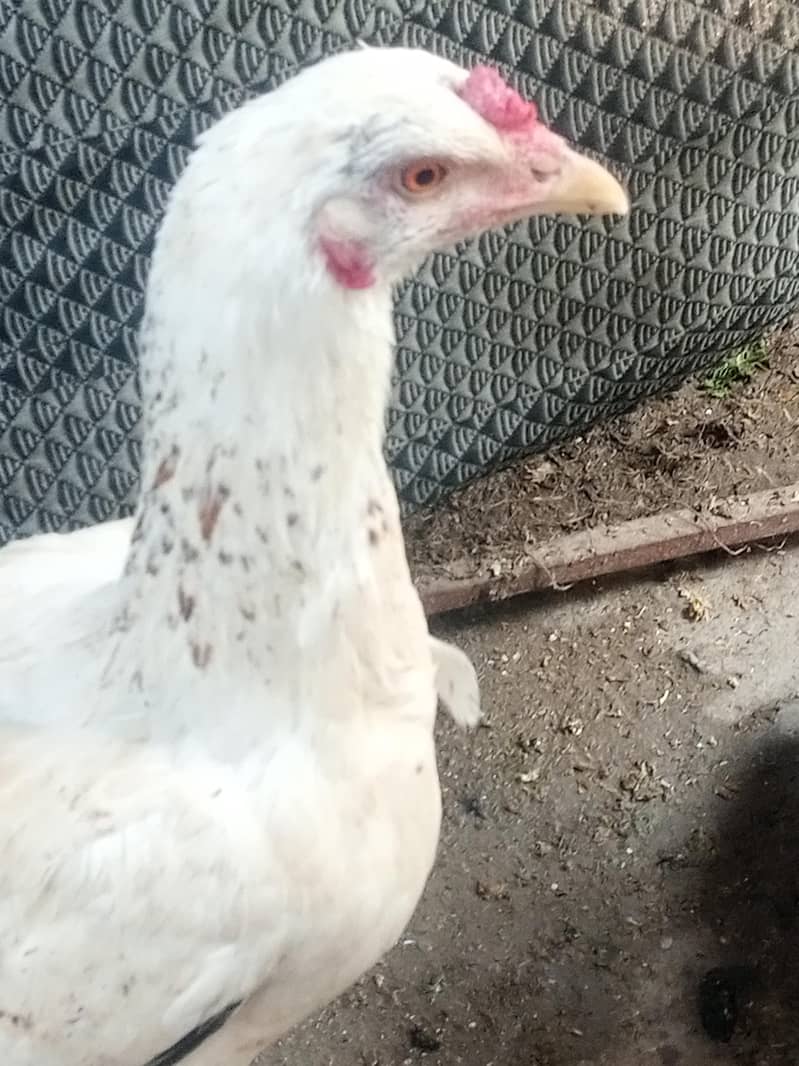 انڈے والی دیسی مرغی۔۔۔ ا سل دیسی مرغیاں ہیں 2