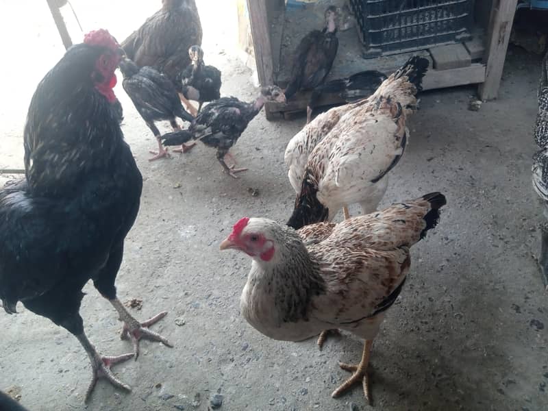 انڈے والی دیسی مرغی۔۔۔ ا سل دیسی مرغیاں ہیں 3