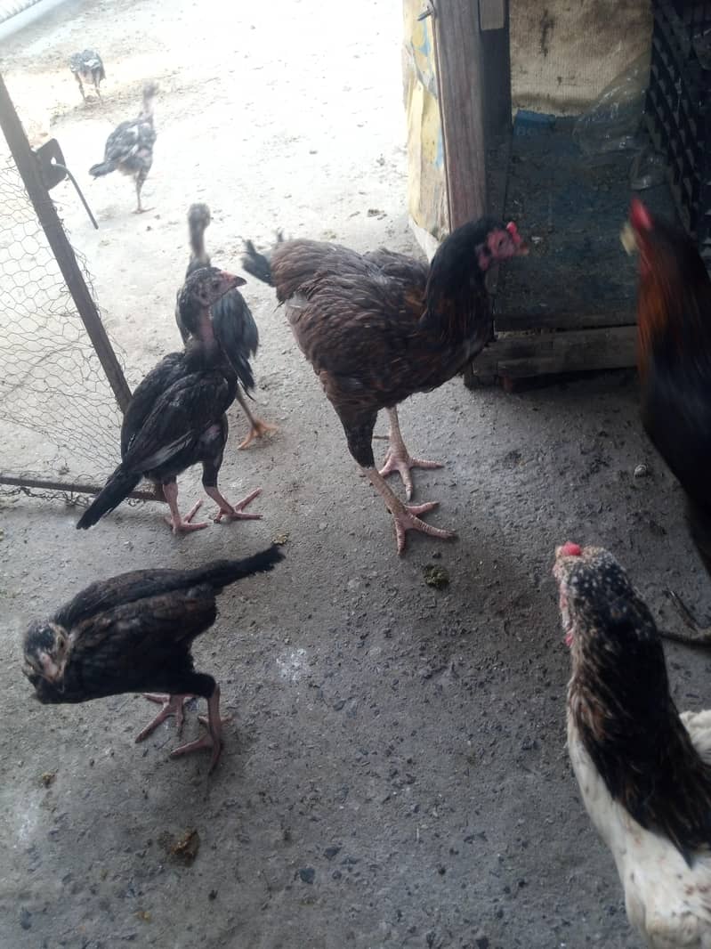 انڈے والی دیسی مرغی۔۔۔ ا سل دیسی مرغیاں ہیں 4