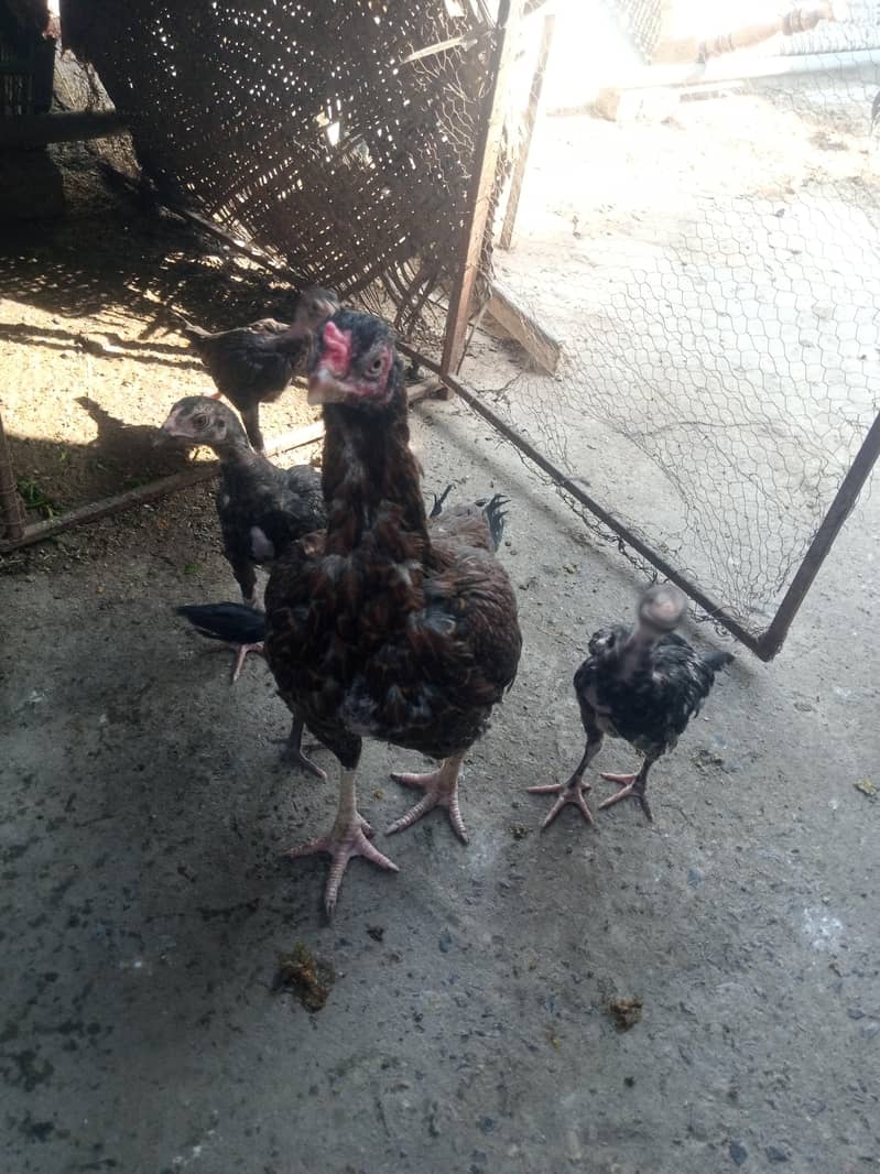 انڈے والی دیسی مرغی۔۔۔ ا سل دیسی مرغیاں ہیں 5