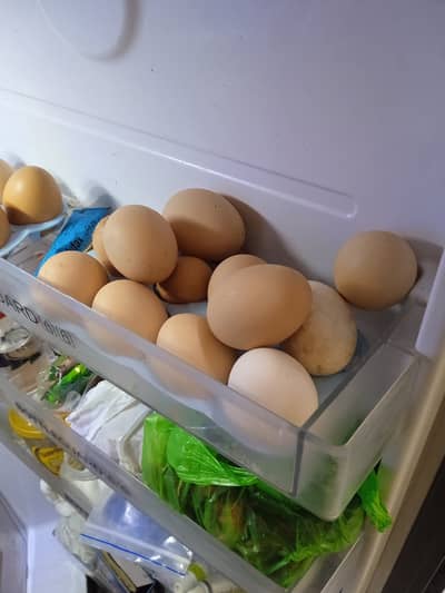 Daisi eggs  for sale