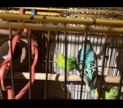 Healthy and beautiful