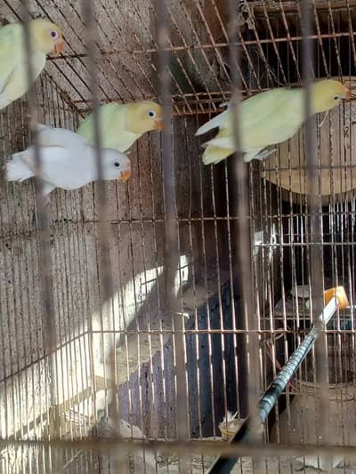 albino cremino decino black red eye breeder bonded pair lovebirds