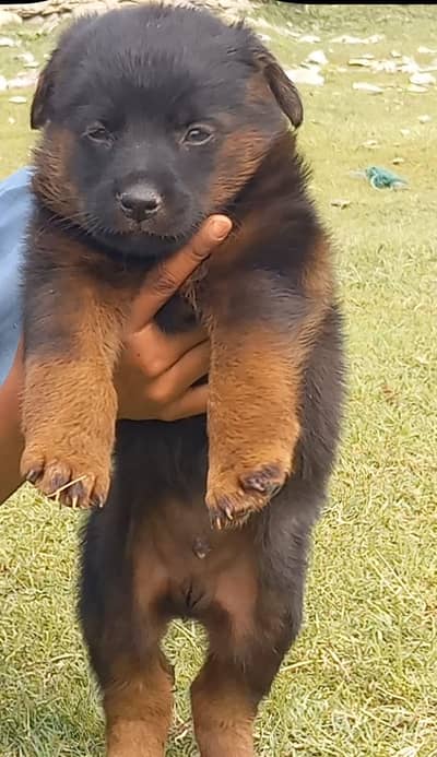 German Shepherd puppies for sale