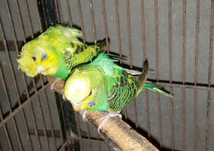 Hogoromo budgies pairs for sale.
