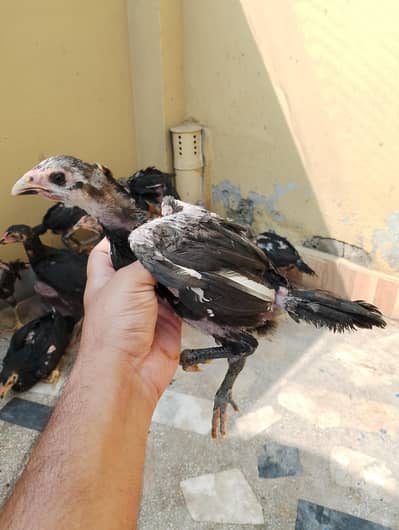 Burmi\Pokhye/Thai\Chicks For Sale Achii quality may chicks han